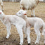 Breakfast with the Animals at Plimoth Patuxet Museums